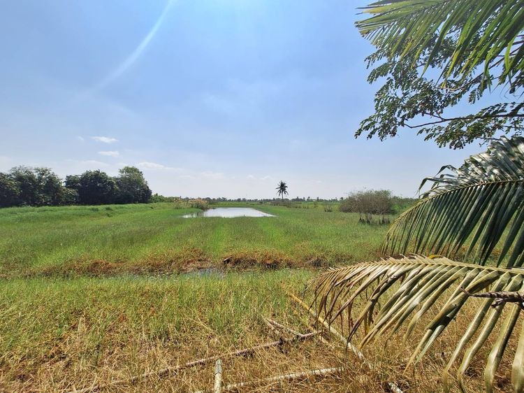 ขายที่ดิน 4-0-87 ไร่ อ.ลาดบัวหลวง จ.พระนครศรีอยุธยา, ใกล้ถนนหมายเลข 4009 รูปที่ 3