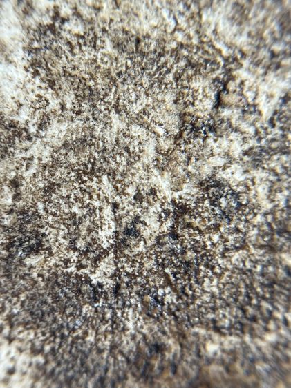 พระ บางขุนพรหม ปางไสยาสน์ มีคราบกรุเก่าสวยน่าเก็บสะสม รูปที่ 9