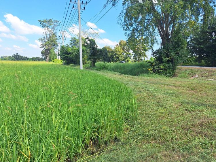 ที่ดินเปล่า 15 ไร่, ติดถนนหมายเลข 117 (นครสวรรค์ – พิจิตร) อ.โพธิ์ทะเล จ.พิจิตร รูปที่ 3