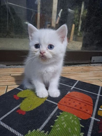 LOVE🐱CAT รูปที่ 6