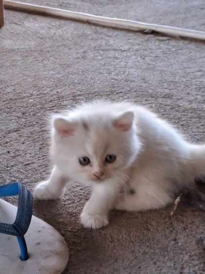 LOVE🐱CAT รูปที่ 10