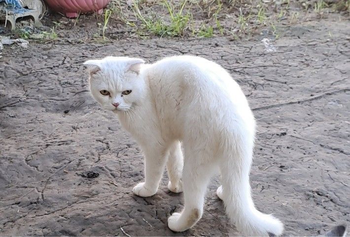 LOVE🐱CAT รูปที่ 12