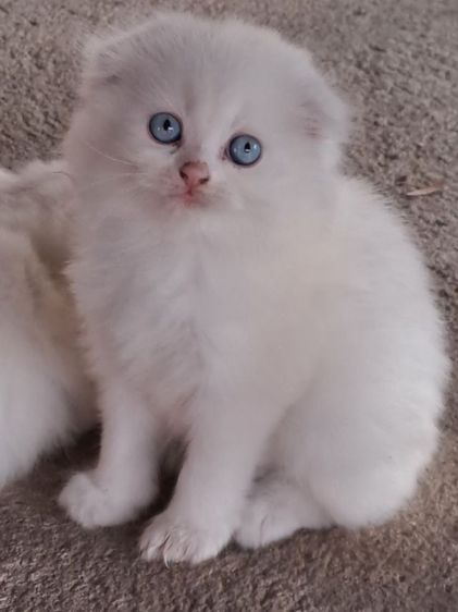LOVE🐱CAT รูปที่ 2