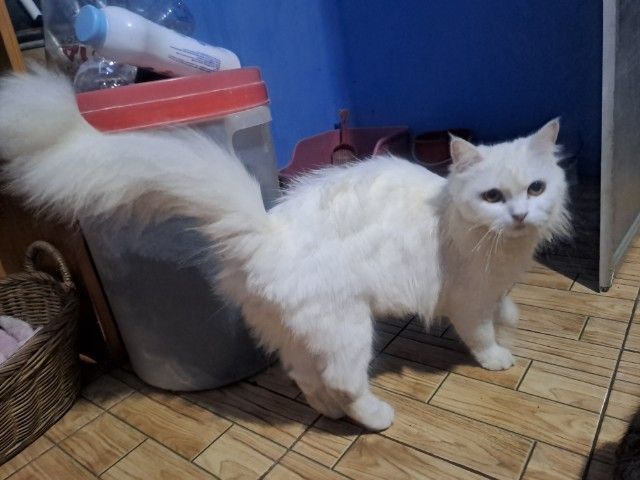 LOVE🐱CAT รูปที่ 13