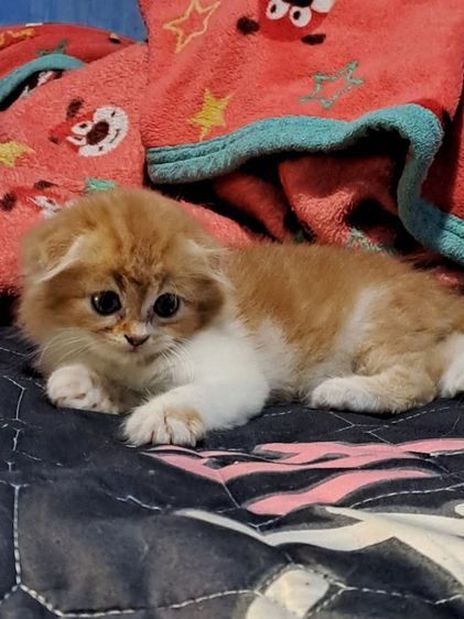 LOVE🐱CAT รูปที่ 8