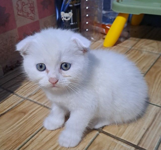 LOVE🐱CAT รูปที่ 4