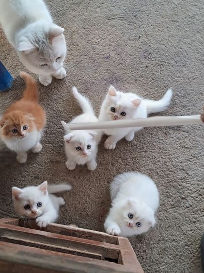 LOVE🐱CAT