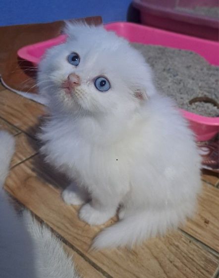 LOVE🐱CAT รูปที่ 3