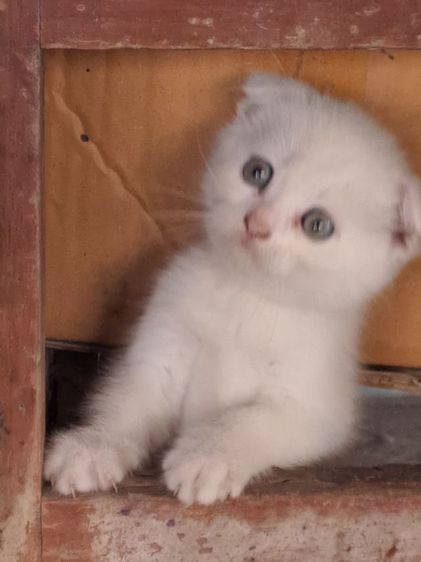 LOVE🐱CAT รูปที่ 5