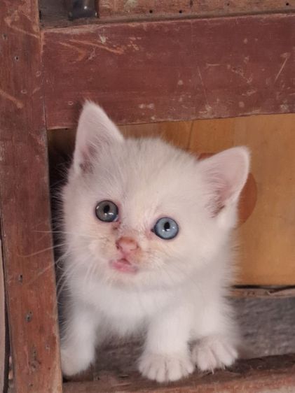 LOVE🐱CAT รูปที่ 7