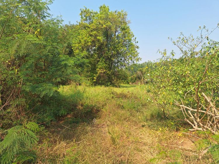 ขายที่ดิน 1-1-20 ไร่ ใกล้ถนนสระบุรี-หล่มสัก, สี่แยกราหุล อ.บึงสามพัน จ.เพชรบูรณ์ รูปที่ 4