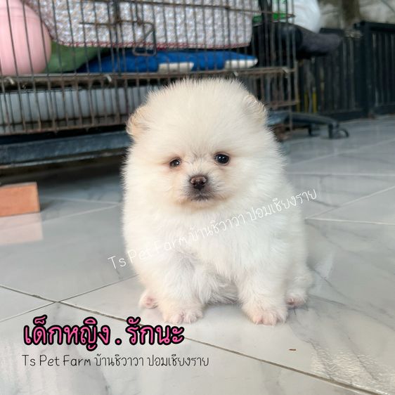 ปอม เชียงราย เหลือ หญิง 2 ตัว รูปที่ 2