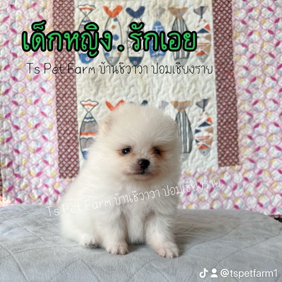 ปอม เชียงราย เหลือ หญิง 2 ตัว รูปที่ 4