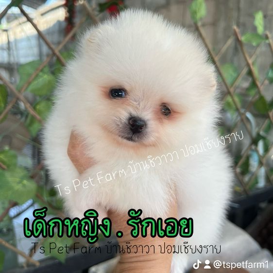 ปอม เชียงราย เหลือ หญิง 2 ตัว รูปที่ 5