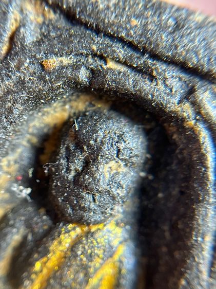 พระหลวงปู่ทวด วัดช้างให้ พิมพ์กลักไม้ขีด เนื้อว่าน ปี พ.ศ. 2497 รูปที่ 10