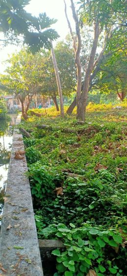 ที่ดินเปล่า รูปที่ 2