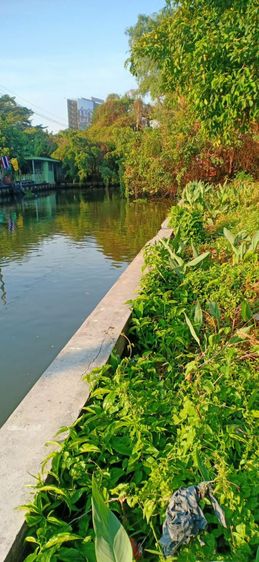 ที่ดินเปล่า รูปที่ 3