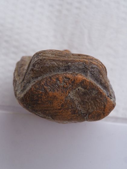 พระคง 27116816 รูปที่ 3