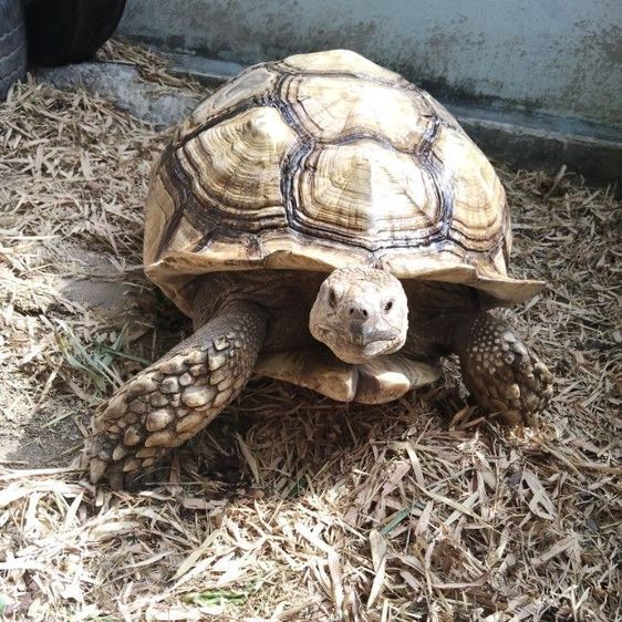 ซูคาต้า ผู้25"กับ28" รูปที่ 4