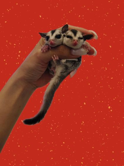 ชูก้าไรเดอร์ รูปที่ 2