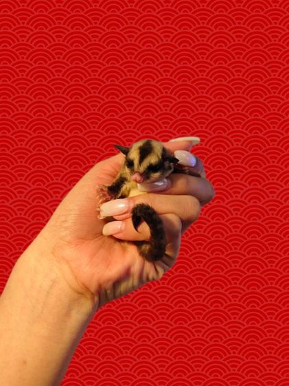 ชูก้าไรเดอร์ รูปที่ 5