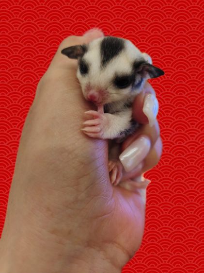 ชูก้าไรเดอร์ รูปที่ 3