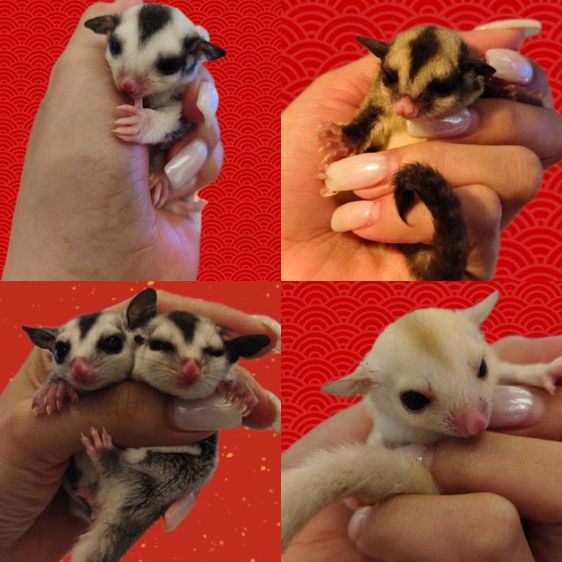 ชูก้าไรเดอร์