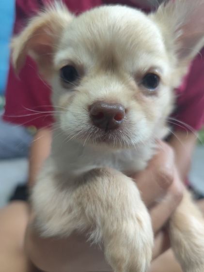 ชิวาวา (Chihuahua) เล็ก ชิวาวา..ขนยาว