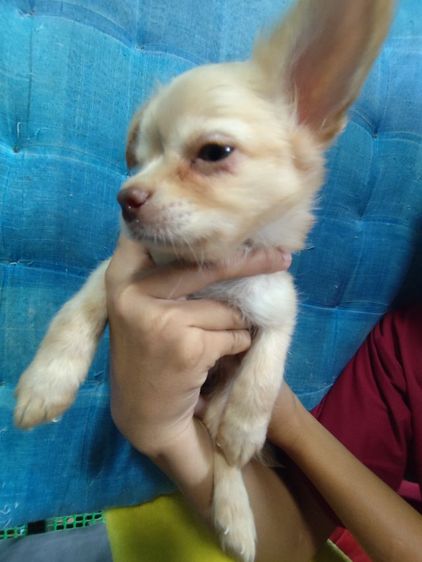 ชิวาวา..ขนยาว รูปที่ 4