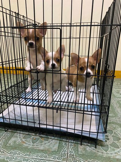 ชิวาว่าขนสั้น 