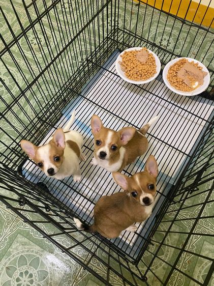 ชิวาว่าขนสั้น  รูปที่ 2