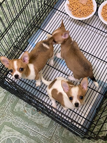 ชิวาว่าขนสั้น  รูปที่ 3