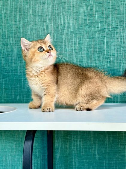 แมวบริติสขาสั้น (แท้) รูปที่ 2