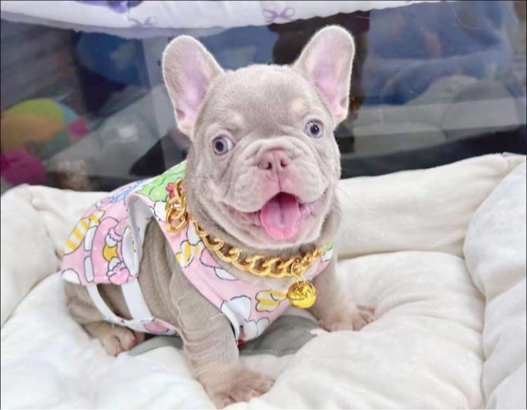 เฟรนบลูด็อก สีอิสเบลล่าแทนนิวเฉด ชาย รูปที่ 3