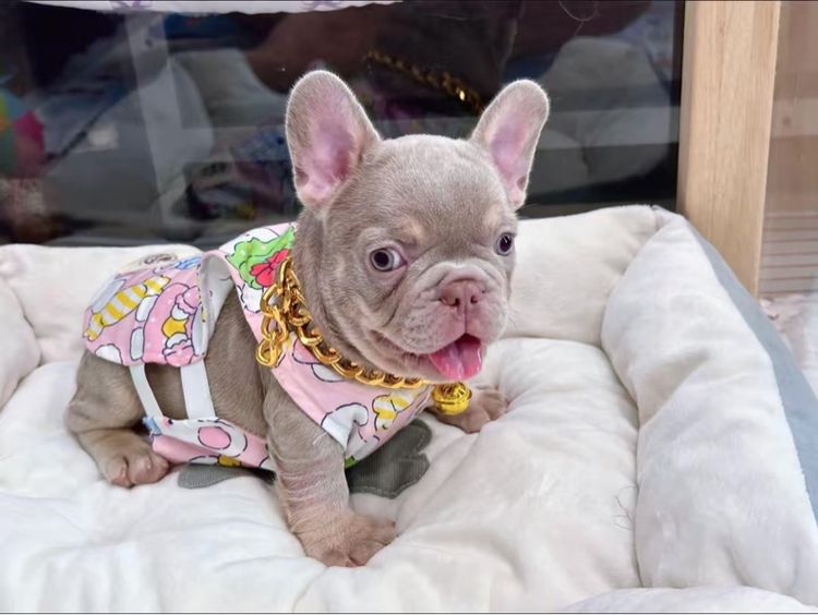 เฟรนบลูด็อก สีอิสเบลล่าแทนนิวเฉด ชาย รูปที่ 9