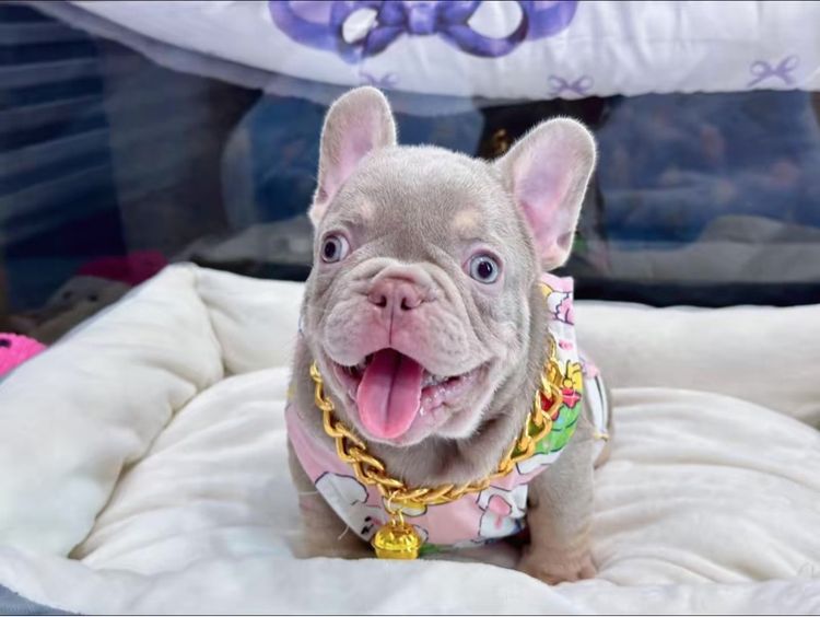 เฟรนบลูด็อก สีอิสเบลล่าแทนนิวเฉด ชาย รูปที่ 10