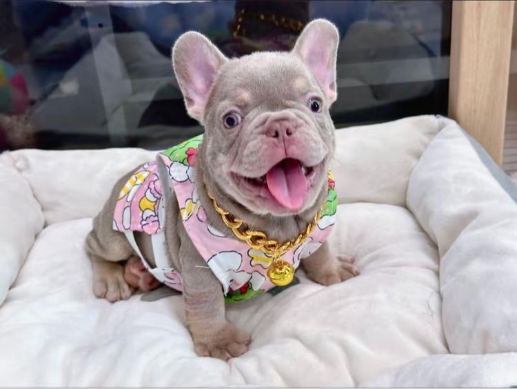 เฟรนบลูด็อก สีอิสเบลล่าแทนนิวเฉด ชาย รูปที่ 18