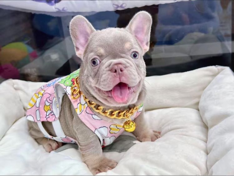 เฟรนบลูด็อก สีอิสเบลล่าแทนนิวเฉด ชาย รูปที่ 14