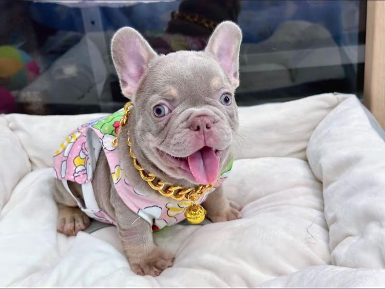 เฟรนบลูด็อก สีอิสเบลล่าแทนนิวเฉด ชาย รูปที่ 17