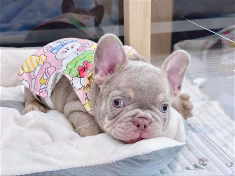 เฟรนบลูด็อก สีอิสเบลล่าแทนนิวเฉด ชาย