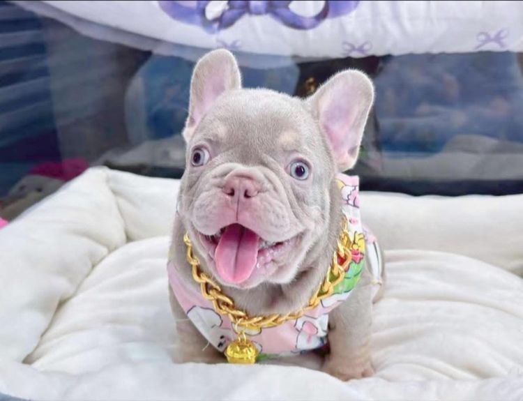 เฟรนบลูด็อก สีอิสเบลล่าแทนนิวเฉด ชาย รูปที่ 4