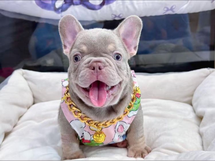 เฟรนบลูด็อก สีอิสเบลล่าแทนนิวเฉด ชาย รูปที่ 12