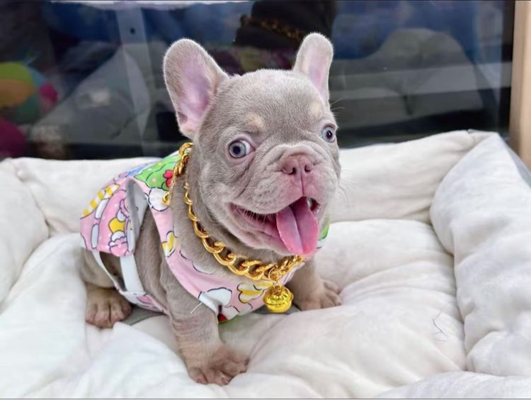 เฟรนบลูด็อก สีอิสเบลล่าแทนนิวเฉด ชาย รูปที่ 16