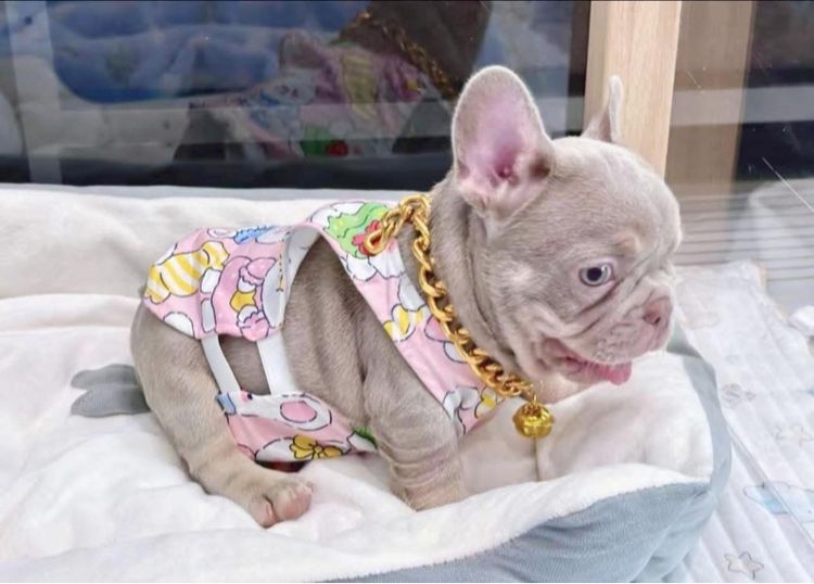 เฟรนบลูด็อก สีอิสเบลล่าแทนนิวเฉด ชาย รูปที่ 5