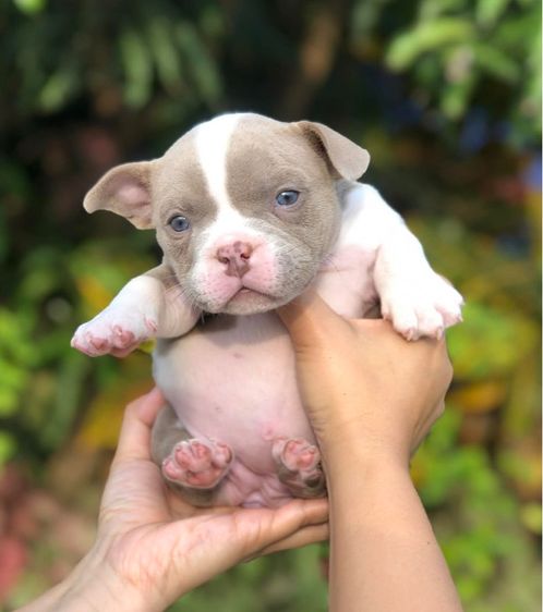 บูลลี่ (Bully) เล็ก บูลลี่เมีย3ผู้1