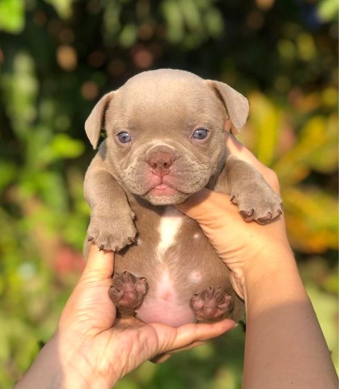 บูลลี่เมีย3ผู้1 รูปที่ 3