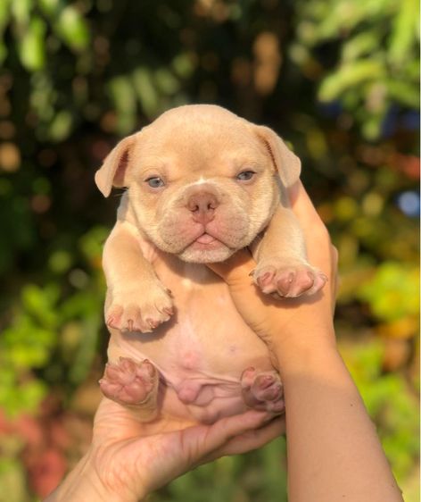 บูลลี่เมีย3ผู้1 รูปที่ 4