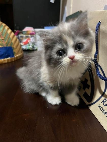 สก็อตติช โฟลด์ (Scottish Fold) ลูกแมวสก็อตติช ขนยาว