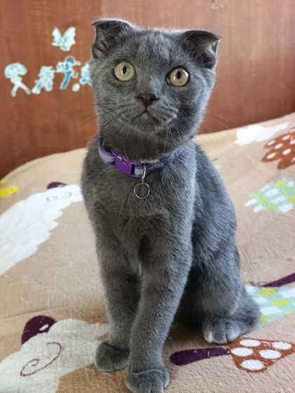 เด็ชชาย สก็อตติช หูพับ สีบลู ขี้อ้อน ติดคนมาก รูปที่ 5