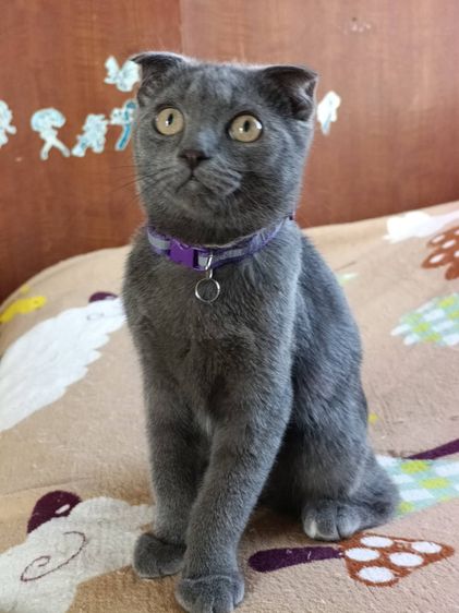 เด็ชชาย สก็อตติช หูพับ สีบลู ขี้อ้อน ติดคนมาก รูปที่ 2